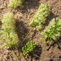 Combretum albidum G.DonRoxb. ex G.Don